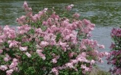 Bloomerang Pink Perfume Lilac - 3 Gallon Pot -Outlet Drip Mingle Store Lilac Bloomerang Pink Perfume Shrub