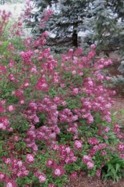 Red Pixie Lilac - Syringa Hybrid - 3 Gallon Pot 7 Red Pixie Lilac - Syringa Hybrid - 3 Gallon Pot -Outlet Drip Mingle Store Lilac Red Pixie 1
