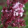 Red Pixie Lilac - Syringa Hybrid - 3 Gallon Pot -Outlet Drip Mingle Store Lilac Red Pixie Flower Closeup