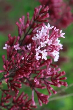 Red Pixie Lilac - Syringa Hybrid - 3 Gallon Pot