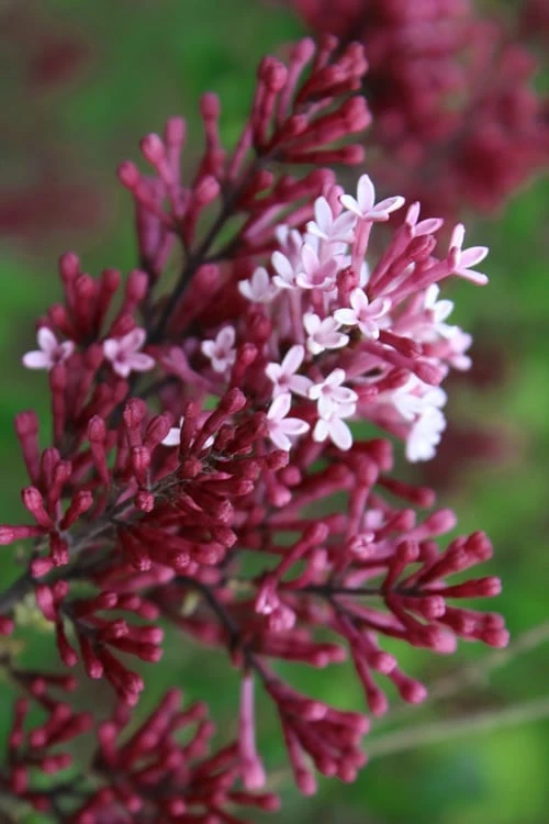 Red Pixie Lilac - Syringa Hybrid - 3 Gallon Pot 3 Red Pixie Lilac - Syringa Hybrid - 3 Gallon Pot