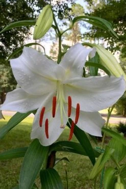 Casablanca Oriental Lily - 1 Gallon Pot -Outlet Drip Mingle Store Lilium Casablanca 1