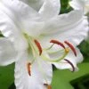 Casablanca Oriental Lily - 1 Gallon Pot -Outlet Drip Mingle Store Lilium Casablanca 3