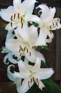 Casablanca Oriental Lily - 1 Gallon Pot -Outlet Drip Mingle Store Lilium Casablanca 5