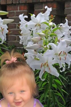 Casablanca Oriental Lily - 1 Gallon Pot -Outlet Drip Mingle Store Lilium Casablanca 8