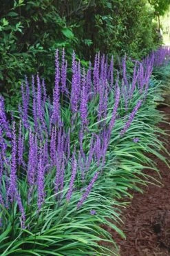 Big Blue Liriope (Lilyturf) - 72 Pack Of 3.5" Pint Pots
