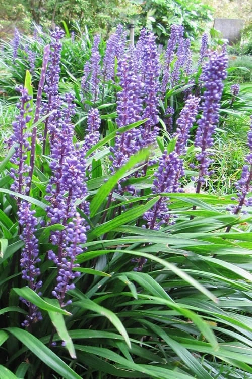 Emerald Goddess Liriope (Lilyturf) - 6-Pack Of 1 Gallon Pots 3 Emerald Goddess Liriope (Lilyturf) - 6-Pack Of 1 Gallon Pots