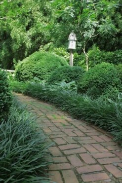 Emerald Goddess Liriope (Lilyturf) - 6-Pack Of 1 Gallon Pots 12 Emerald Goddess Liriope (Lilyturf) - 6-Pack Of 1 Gallon Pots -Outlet Drip Mingle Store Liriope Emerald Goddess 2