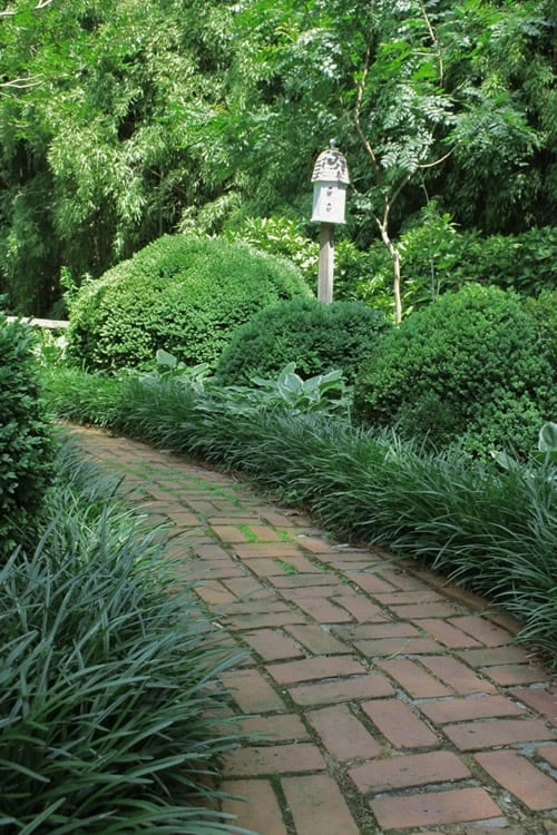 Emerald Goddess Liriope (Lilyturf) - 6-Pack Of 1 Gallon Pots 6 Emerald Goddess Liriope (Lilyturf) - 6-Pack Of 1 Gallon Pots - Image 4