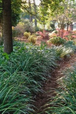 Emerald Goddess Liriope (Lilyturf) - 6-Pack Of 1 Gallon Pots 14 Emerald Goddess Liriope (Lilyturf) - 6-Pack Of 1 Gallon Pots -Outlet Drip Mingle Store Liriope Emerald Goddess 500x750 1