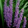 Royal Purple Liriope (Lilyturf) - 1 Gallon Pot -Outlet Drip Mingle Store Liriope Royal Purple 17 2