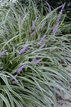 Silvery Sunproof Variegated Liriope - Lilyturf - 3 Pack Of Pint Pots