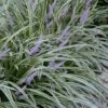 Silvery Sunproof Variegated Liriope - Lilyturf - 6 Pack Of 1 Gallon Pots -Outlet Drip Mingle Store Liriope Silvery Sunproof 13 3
