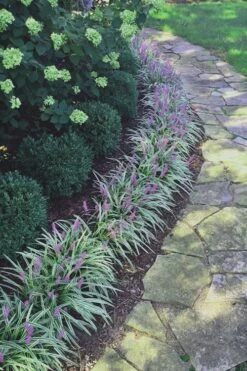 Silvery Sunproof Variegated Liriope - Lilyturf - 3 Pack Of Pint Pots -Outlet Drip Mingle Store Liriope Silvery Sunproof 15 2