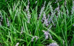 Creeping Lilyturf (Liriope Spicata) - 36 Pack Of 3.5" Pint Pots -Outlet Drip Mingle Store Liriope Spicata 50 2