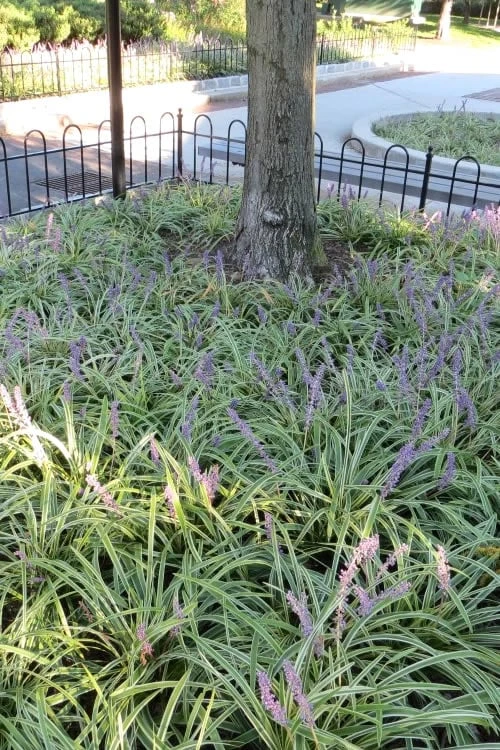 Variegated Liriope - Lilyturf - 18 Count Flat Of 3.5" Pint Pots 8 Variegated Liriope - Lilyturf - 18 Count Flat Of 3.5" Pint Pots - Image 6