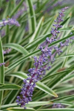 Variegated Liriope - Lilyturf - 72 Pack Of 3.5" Pint Pots -Outlet Drip Mingle Store Liriope Variegata 7 2