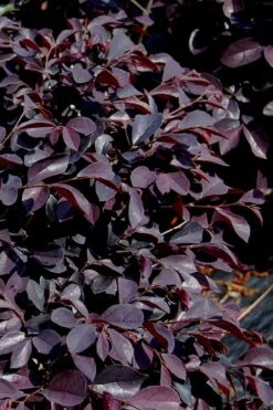 Carolina Midnight Loropetalum - Single Trunk Topiary Tree - 5 Gallon Pot -Outlet Drip Mingle Store Loropetalum Carolina Midnight 10 1