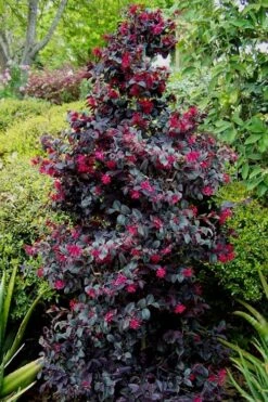 Carolina Midnight Loropetalum - 3 Gallon Pot