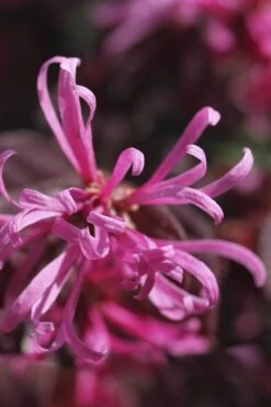 Carolina Midnight Loropetalum - Single Trunk Topiary Tree - 5 Gallon Pot -Outlet Drip Mingle Store Loropetalum Carolina Midnight Flower 1