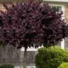 Carolina Midnight Loropetalum - Single Trunk Topiary Tree - 5 Gallon Pot -Outlet Drip Mingle Store Loropetalum Carolina Midnight Single Trunk Tree 2