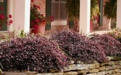 Purple Pixie Loropetalum - 1 Gallon Pot -Outlet Drip Mingle Store Loropetalum Purple Pixie 102 4