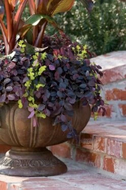 Purple Pixie Loropetalum - 2.5 Quart Pot -Outlet Drip Mingle Store Loropetalum Purple Pixie 104 3