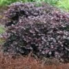 Purple Pixie Loropetalum - 1 Gallon Pot -Outlet Drip Mingle Store Loropetalum Purple Pixie 105 4