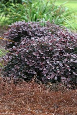 Purple Pixie Loropetalum - 1 Gallon Pot
