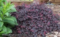 Purple Pixie Loropetalum - 1 Gallon Pot -Outlet Drip Mingle Store Loropetalum Purple Pixie 12 4