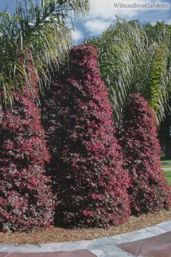 Zhuzhou Loropetalum (Chinese Fringeflower) - 3 Gallon Pot -Outlet Drip Mingle Store Loropetalum ZhuZhou 22