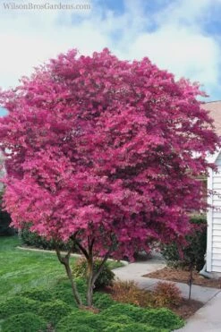 Zhuzhou Loropetalum (Chinese Fringeflower) - 3 Gallon Pot -Outlet Drip Mingle Store Loropetalum ZhuZhou 23