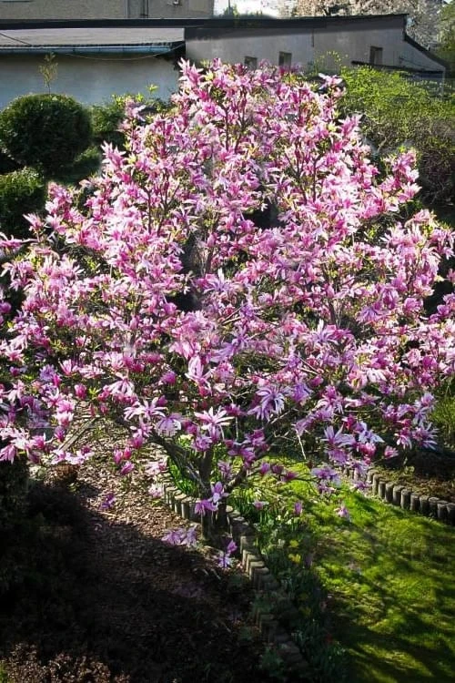 Betty Magnolia Tulip Tree - 1 Gallon Pot 7 Betty Magnolia Tulip Tree - 1 Gallon Pot - Image 5