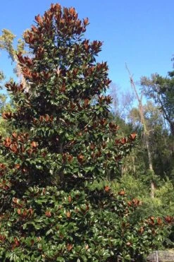 Brackens Brown Beauty Magnolia - 7 Gallon Pot (3-4') 12 Brackens Brown Beauty Magnolia - 7 Gallon Pot (3-4') -Outlet Drip Mingle Store Magnolia Bracken Brown Beauty 500x750 3