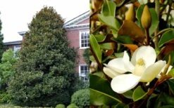 Brackens Brown Beauty Magnolia - 7 Gallon Pot (3-4') 13 Brackens Brown Beauty Magnolia - 7 Gallon Pot (3-4') -Outlet Drip Mingle Store Magnolia Brackens Brown Beauty 1 2