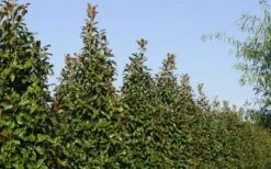 Brackens Brown Beauty Magnolia - 7 Gallon Pot (4-5') 15 Brackens Brown Beauty Magnolia - 7 Gallon Pot (4-5') -Outlet Drip Mingle Store Magnolia Brackens Brown Beauty 6 3