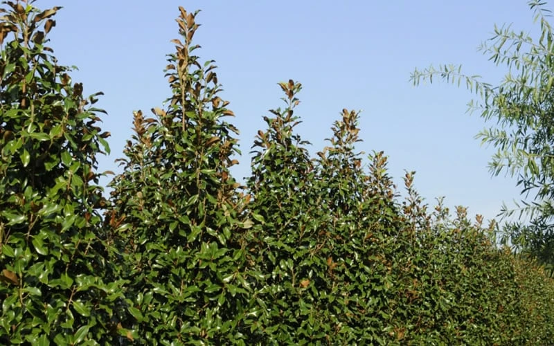 Brackens Brown Beauty Magnolia - 7 Gallon Pot (4-5') 9 Brackens Brown Beauty Magnolia - 7 Gallon Pot (4-5') - Image 7