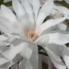 Centennial Star Magnolia - 1 Gallon Pot -Outlet Drip Mingle Store Magnolia Centennial 12 1