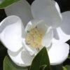 Claudia Wannamaker Southern Magnolia - 5 Gallon Pot 1 Claudia Wannamaker Southern Magnolia - 5 Gallon Pot -Outlet Drip Mingle Store Magnolia Claudia Wannamaker 1 3