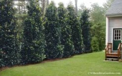 Claudia Wannamaker Southern Magnolia - 7 Gallon Pot (5-6') -Outlet Drip Mingle Store Magnolia Claudia Wannamaker 2