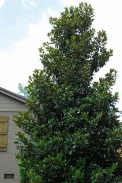Claudia Wannamaker Southern Magnolia - 7 Gallon Pot (4-5') -Outlet Drip Mingle Store Magnolia Claudia Wannamaker 4 1