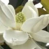 D. D. Blanchard Southern Magnolia - 1 Gallon Pot -Outlet Drip Mingle Store Magnolia DD Blanchard 10