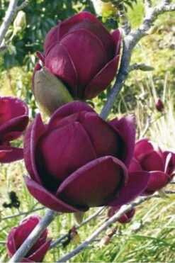 Genie Magnolia Tulip Tree - 5 Gallon Pot 19 Genie Magnolia Tulip Tree - 5 Gallon Pot -Outlet Drip Mingle Store Magnolia Genie 10 1