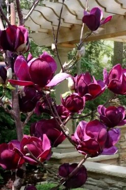 Genie Magnolia Tulip Tree - 1 Gallon Pot -Outlet Drip Mingle Store Magnolia Genie 4