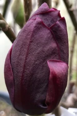 Genie Magnolia Tulip Tree - 1 Gallon Pot -Outlet Drip Mingle Store Magnolia Genie 8