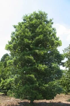 Green Shadow Sweetbay Magnolia Tree (Magnolia Virginiana) - 1 Gallon Pot -Outlet Drip Mingle Store Magnolia Green Shadow Sweetbay Mature