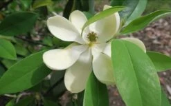 Green Shadow Sweetbay Magnolia Tree (Magnolia Virginiana) - 1 Gallon Pot -Outlet Drip Mingle Store Magnolia GreenShadow Sweet Bay Flower 2