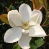 Kay Parris Southern Magnolia - 3 Gallon Pot -Outlet Drip Mingle Store Magnolia Kay Parris 1
