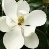Little Gem Dwarf Southern Magnolia - 7 Gallon Pot (4-5') 2 Little Gem Dwarf Southern Magnolia - 7 Gallon Pot (4-5') -Outlet Drip Mingle Store Magnolia Little Gem 15 4