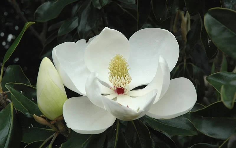 Little Gem Dwarf Southern Magnolia - 7 Gallon Pot (3-4') 11 Little Gem Dwarf Southern Magnolia - 7 Gallon Pot (3-4') - Image 9